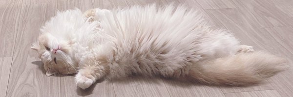 mvfklw Profile Banner