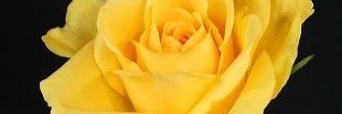 JO_JOseph2's profile banner image