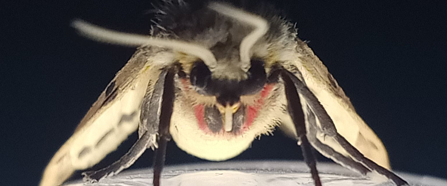 🍉 Wiselychosenname 🍉 banner