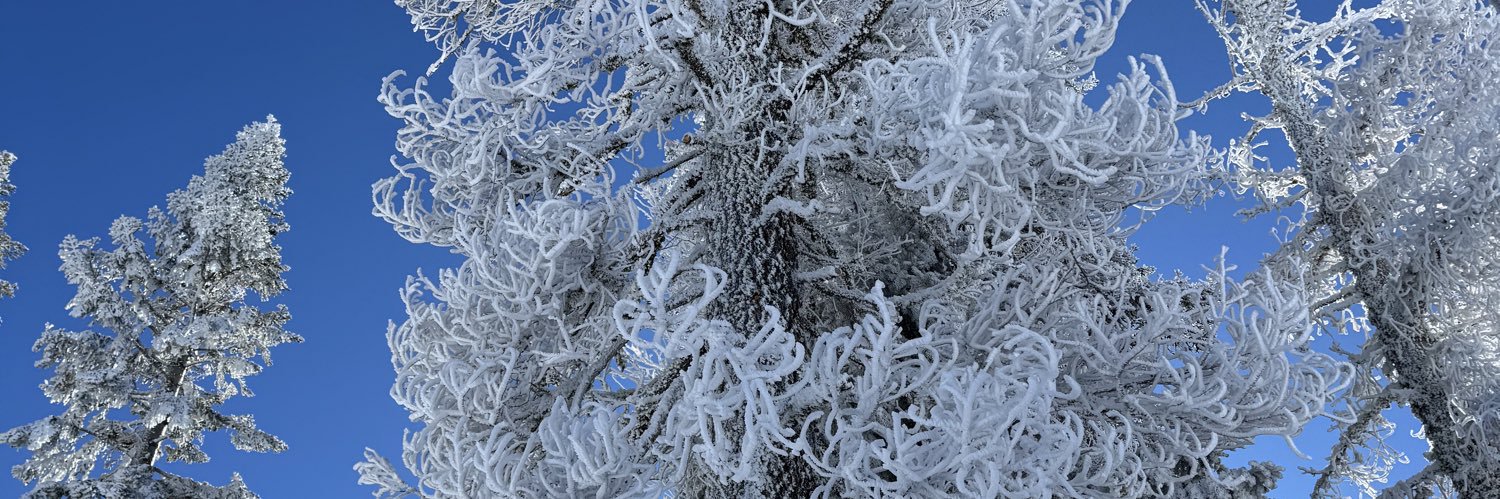 curiousotree's profile banner image