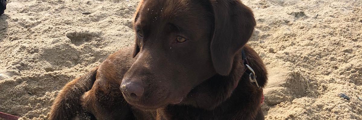 BuddyAndKevin banner