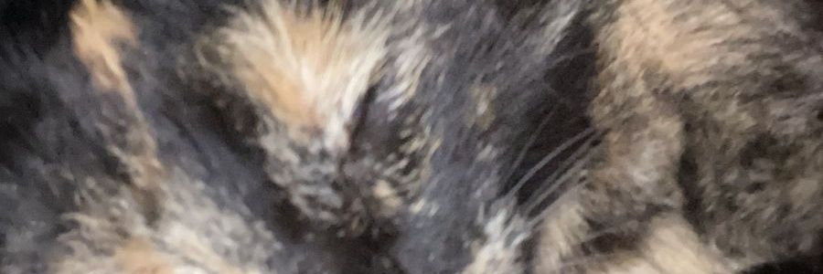 IceCrow banner