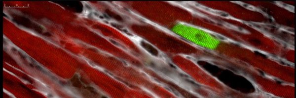 MattWolfMDPhD Profile Banner
