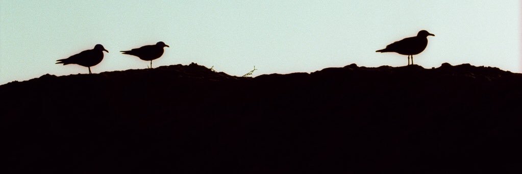 sealayer's profile banner image