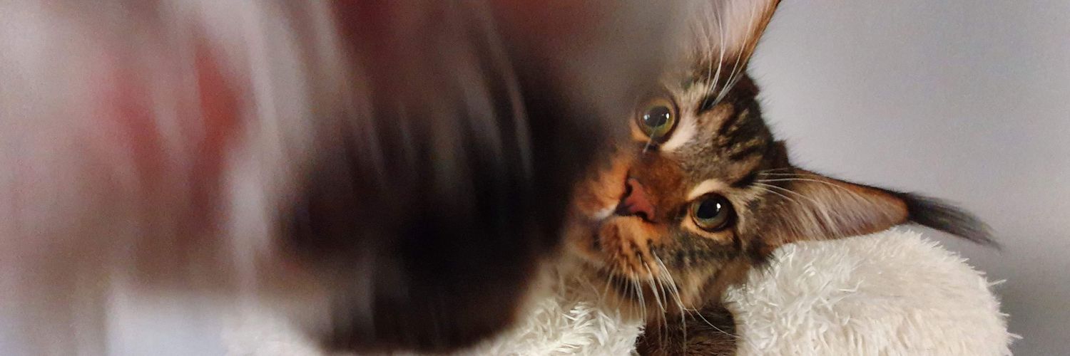 TiffanyGdll's profile banner image