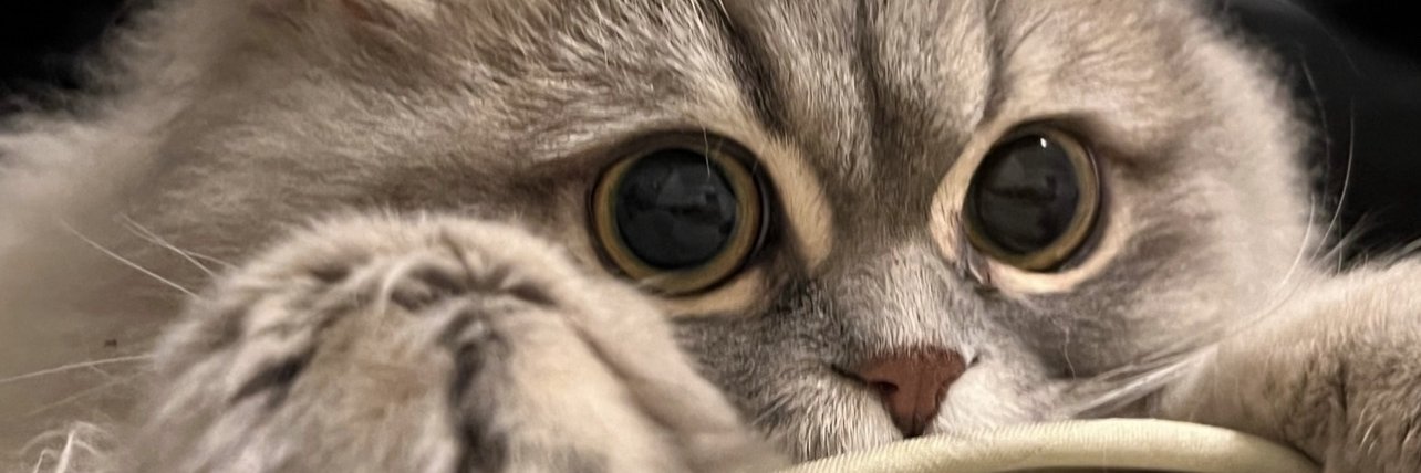 Goobyboo banner