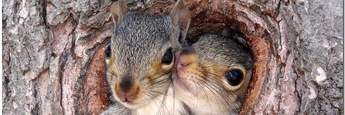 SquirrelRefuge's profile banner image