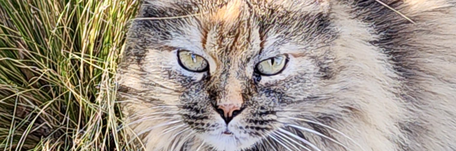 margaritaduro's profile banner image