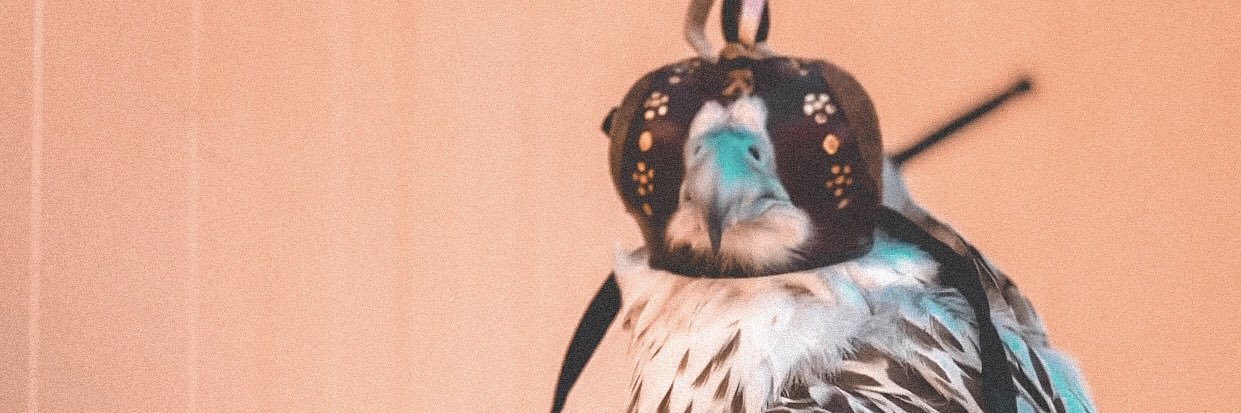 shemellow_'s profile banner image