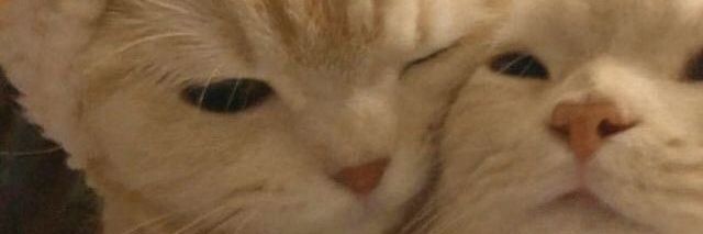 linin | banner