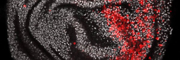 devbiogenomics Profile Banner