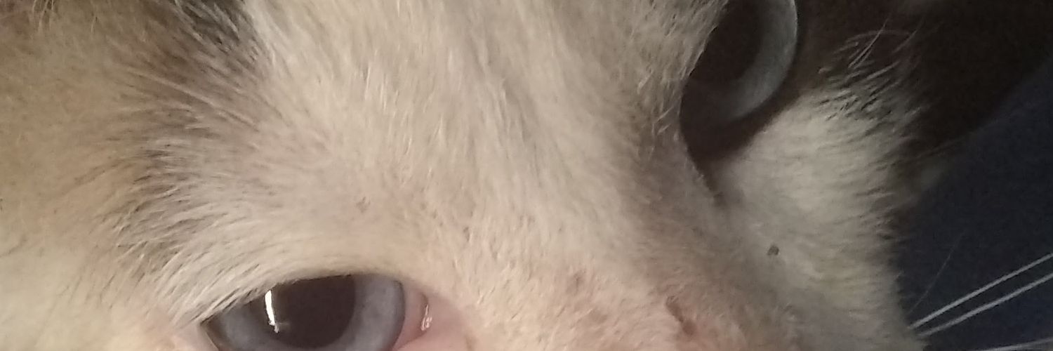 camila_rxmirez's profile banner image
