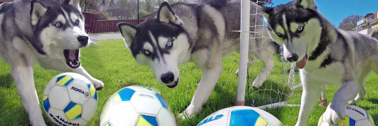 Βολφ The Sporty Husky 🐶🌪🦀🐯🥐's banner