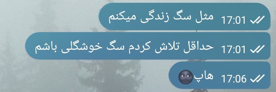 خرس آبی banner