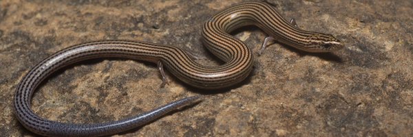 avrajjal Profile Banner