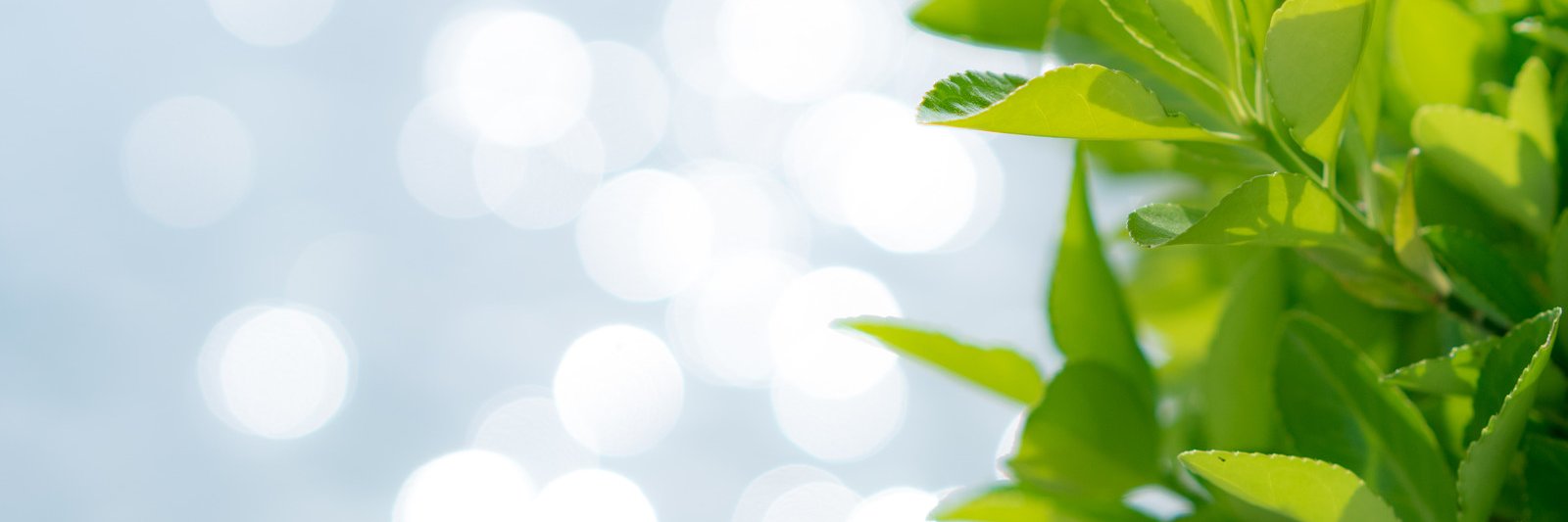 syachi6's profile banner image