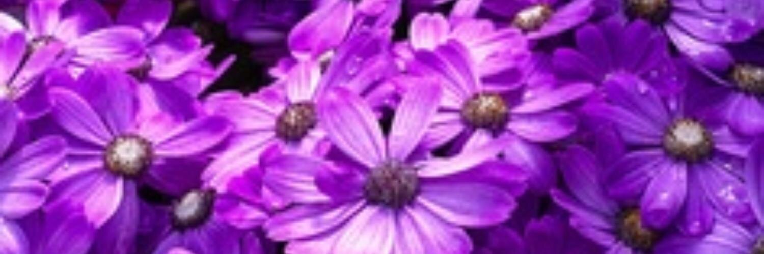 AgaaLV's profile banner image