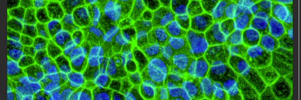 JuanGnecco4 Profile Banner