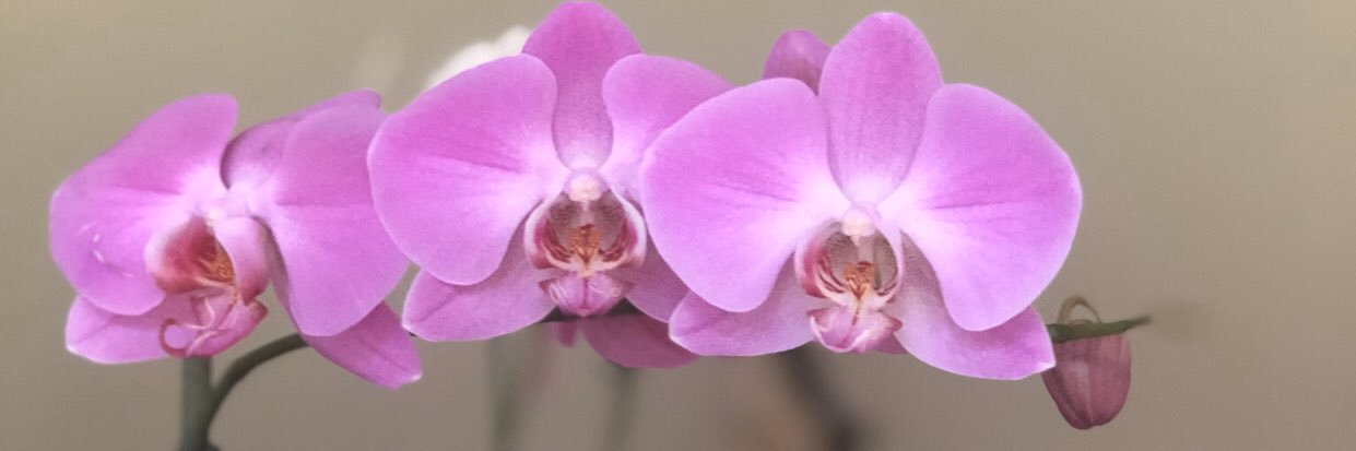 marco antonio nuñez banner