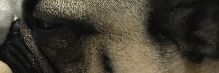 _stitchpug_ banner