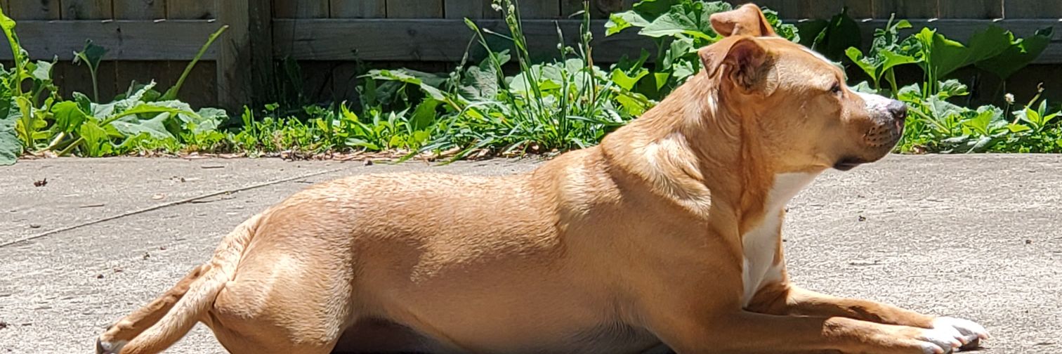 So very, very, very, very, very, very, very tired banner