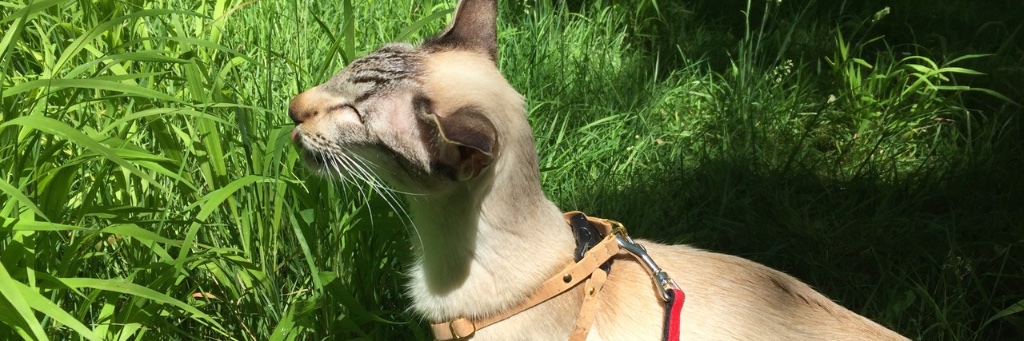 siamesecatchan's profile banner image