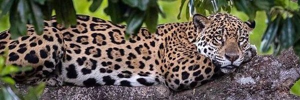 MORIcha59966170 Profile Banner