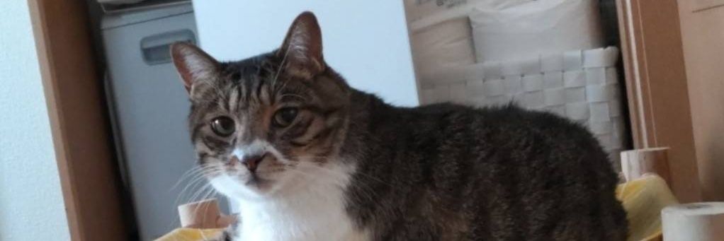sonodashika's profile banner image