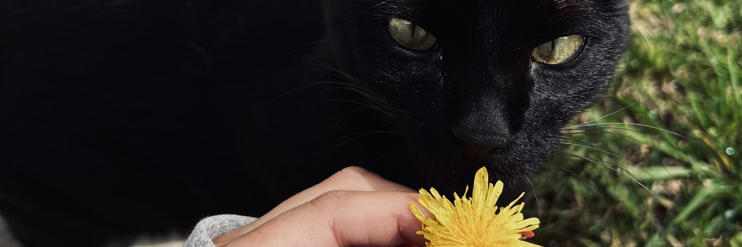 LuuliCosta's profile banner image