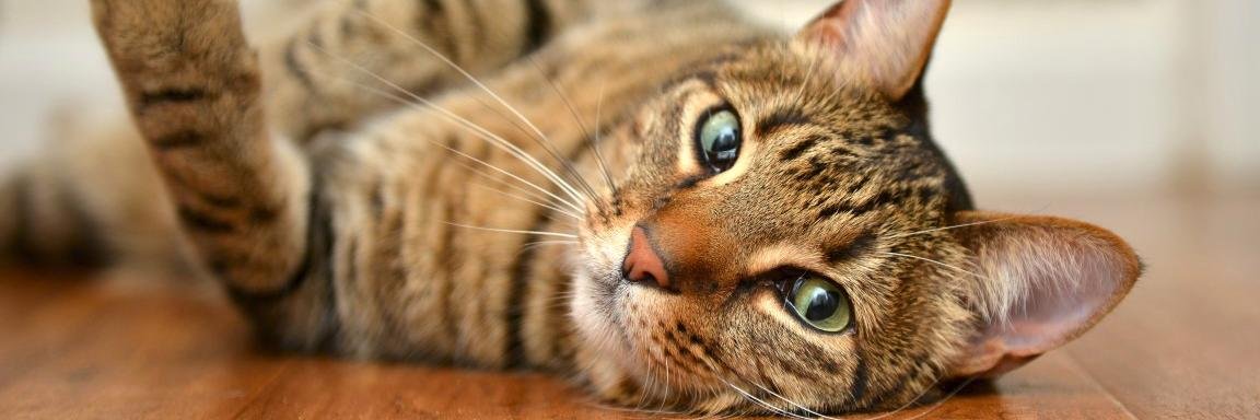 The Furrtographer banner