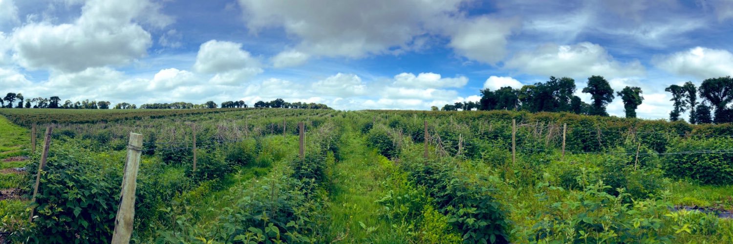 tomofruit's profile banner image