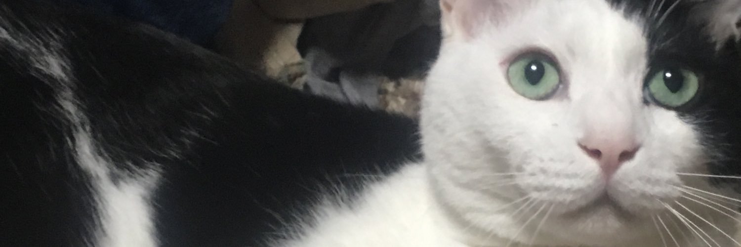 dodoudodora's profile banner image