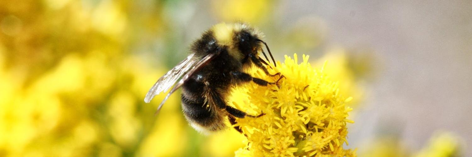 Bumble Bee Watch banner