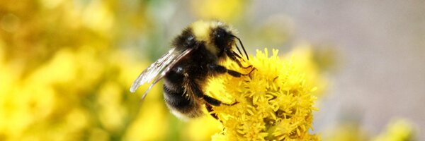 bumblebeewatch Profile Banner