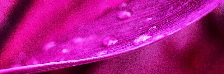Musi Mustain banner