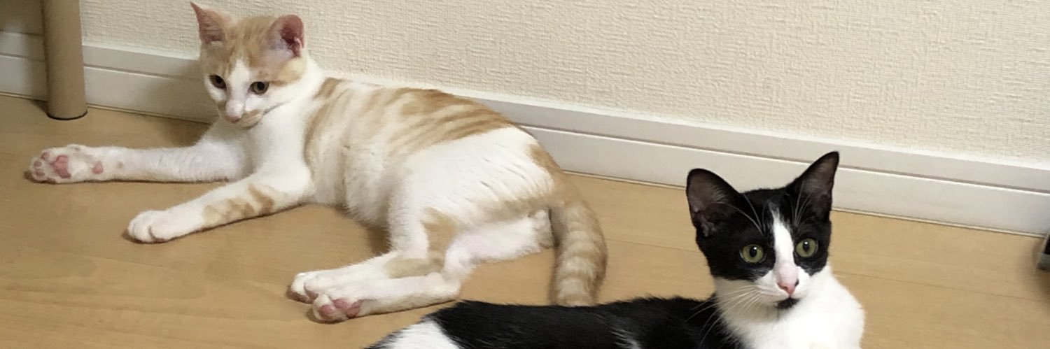 連理🌱😺🐱💐🐱 banner