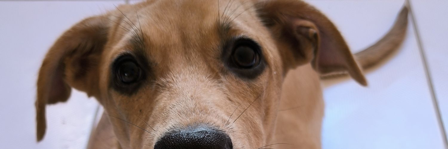 elisanjb's profile banner image