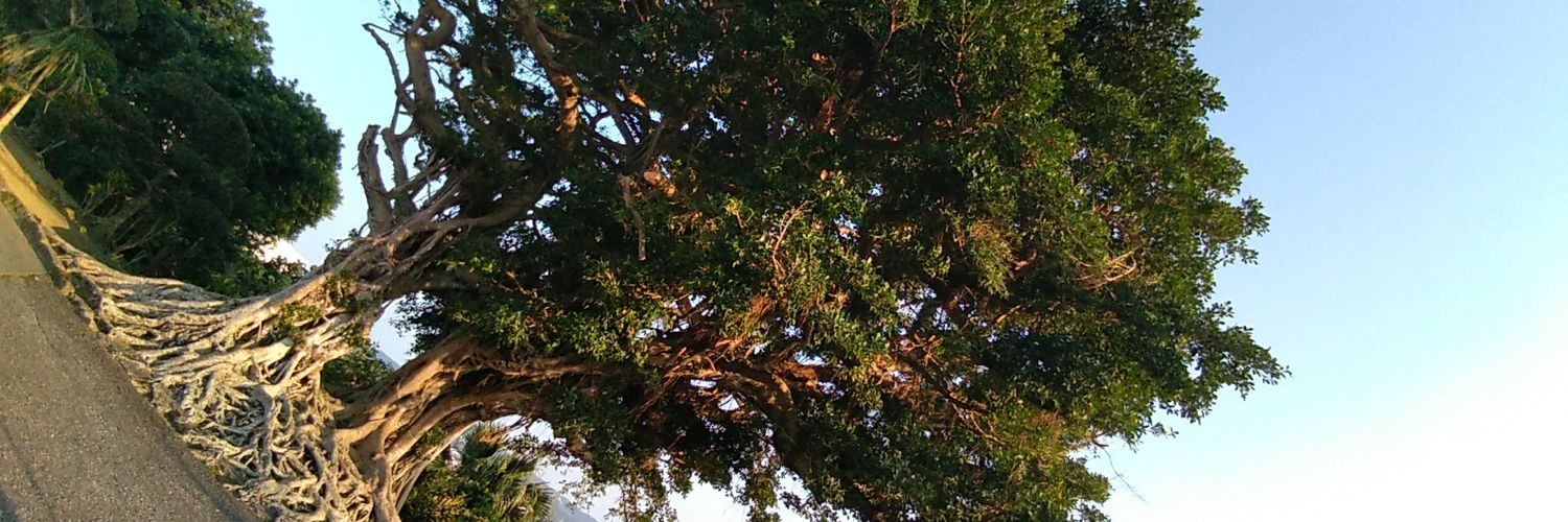 atlovu_'s profile banner image
