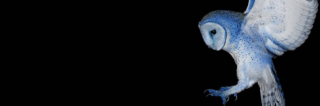 justfrxddy's profile banner image