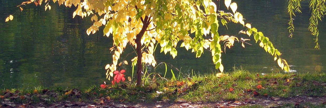 ivasil63's profile banner image