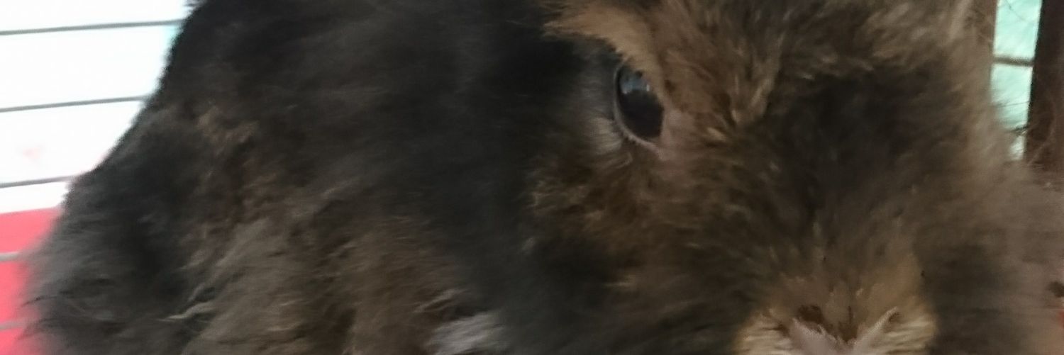 risetsu717's profile banner image
