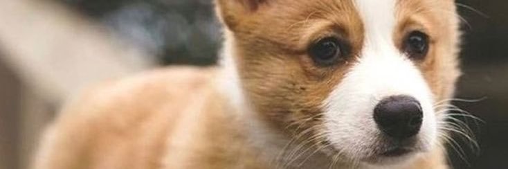 Corgi_Bot banner