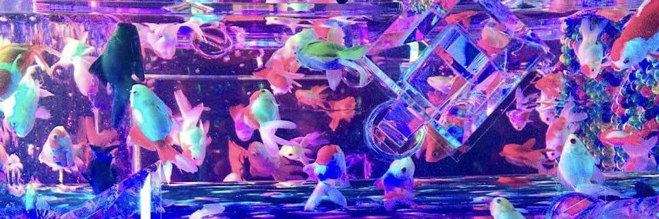 双いろは極 banner