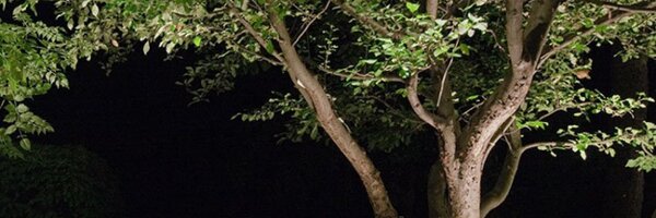 lightinsight11 Profile Banner