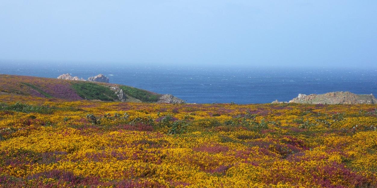 🇺🇦 🇵🇸 Pierre Minnaert-Guinedor banner