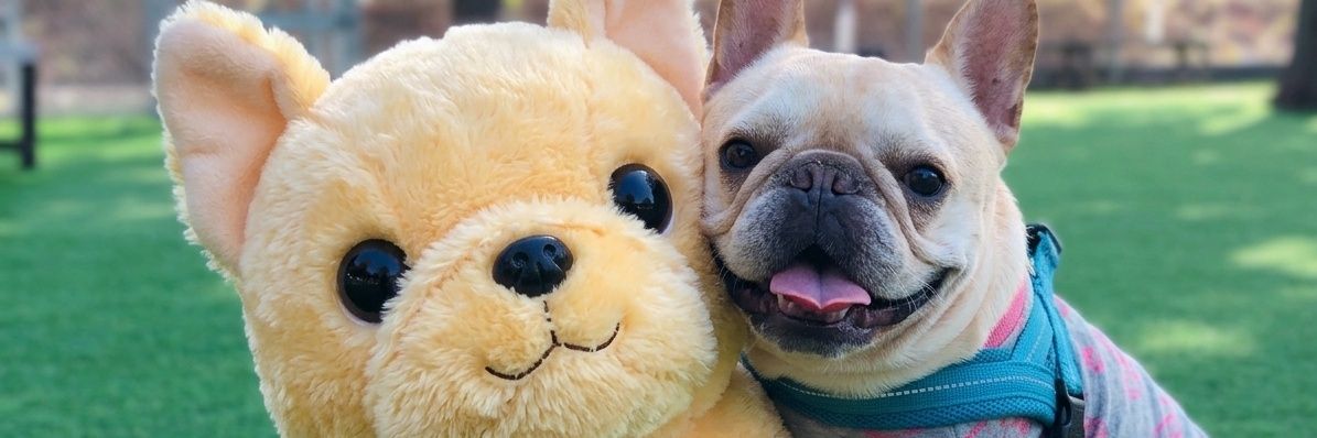 たいが🐶とパッパ👨 banner