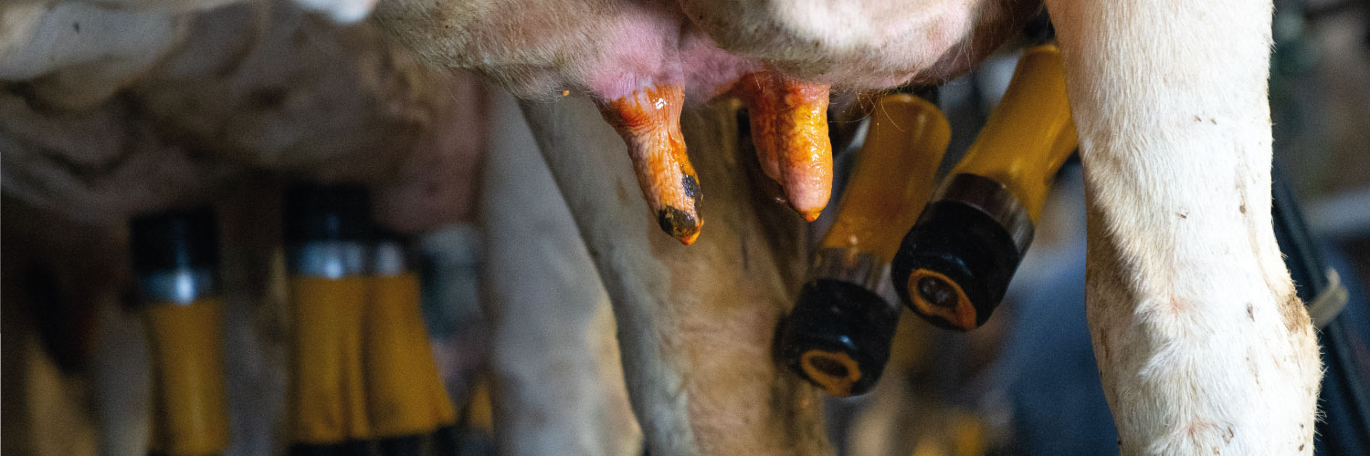 ADFMilking_AUS's profile banner image