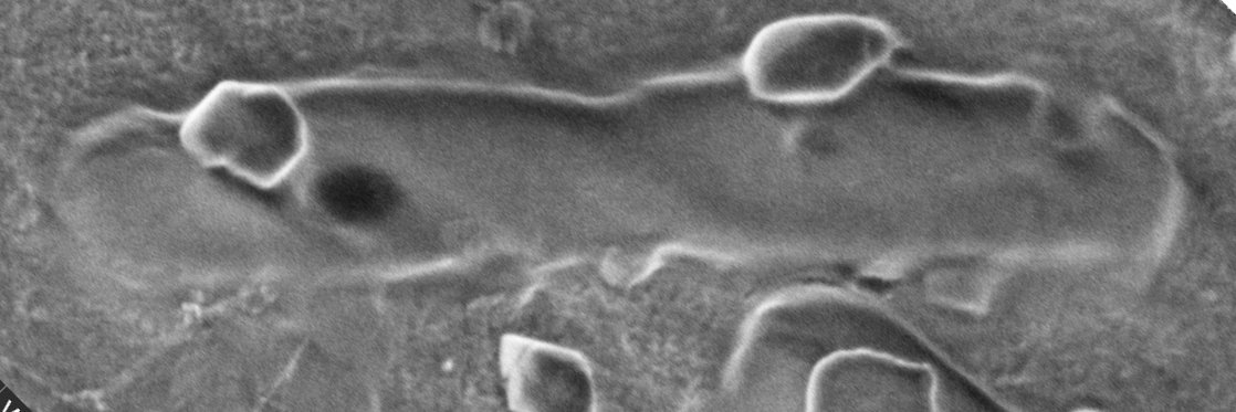 Capra Biosciences banner