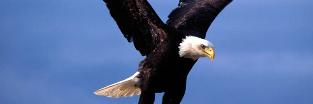 AsaPeps's profile banner image