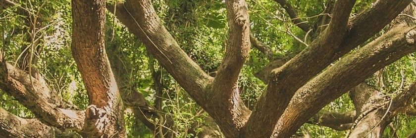 TreeLord_'s profile banner image